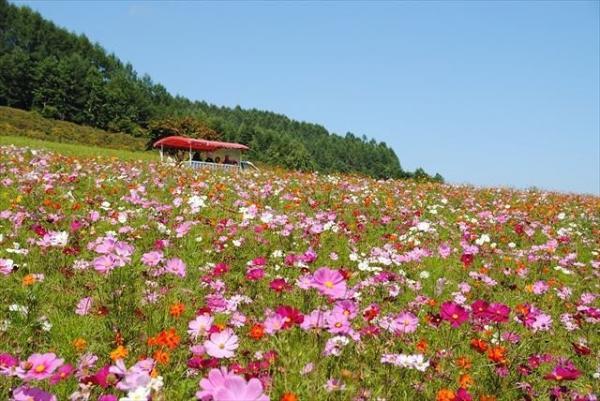 图:hokkaido_labo@ig