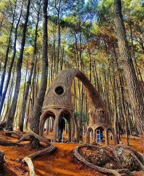 因为邻近 Forest of Imogiri pine,所以近几年多人前去。每年 4 月至 11 月系最佳旅游季节,降雨量少,平均气温为摄氏 28 度,去郊游、野餐、露营都唔错!(图:alexa_jogja@twitter)
