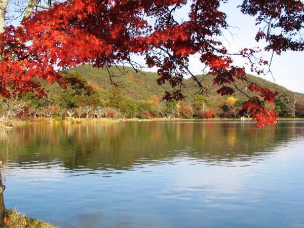 大觉寺内湖景及红叶景优美。(相:パブー)