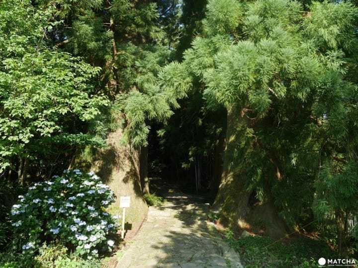 熊野那智大社夫妇杉 【和歌山】世界遗产熊野三山,「熊野那智大社」与山林间的飞瀑「那智瀑布」
