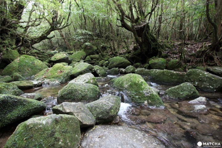 屋久岛白谷云水峡 跟着吉卜力玩日本!动画电影取景地攻略