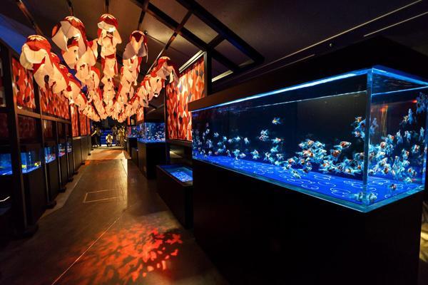 在连串金鱼灯笼下漫步,体验江户时代的夏日气氛。(图片来源:Sumida_Aquarium@twitter) <br />