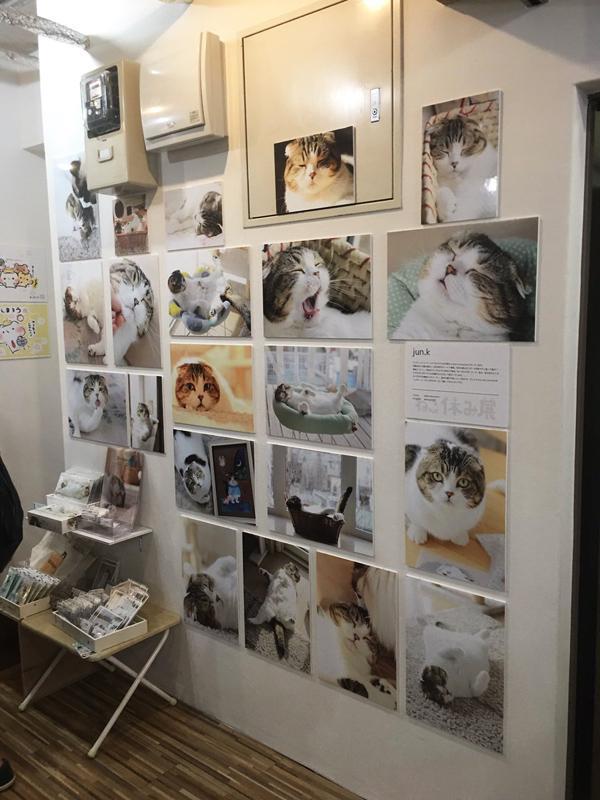今次展览展出的猫咪照片作品超过 350 张。(图片来源:H_momorin_1109@twitter) <br />