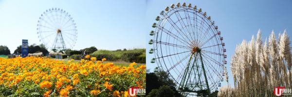 摩天轮是公园地标,从不同角度拍不同的花,都可以以摩天轮为背景。