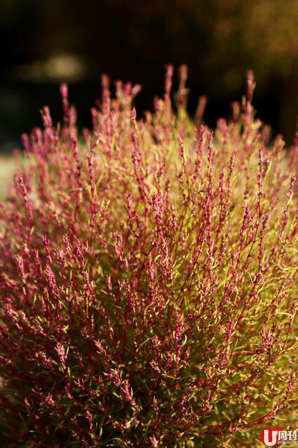 扫帚草名学名为 Kochia scoparia,又称地肤子,欧亚地区均有生长,又是一至二年生植物,整棵都是绿色,秋天开始会转红。