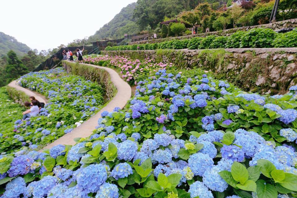 大梯田花卉生态农园