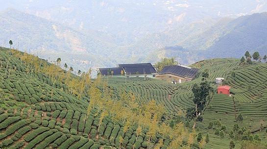 大崙山观光茶园