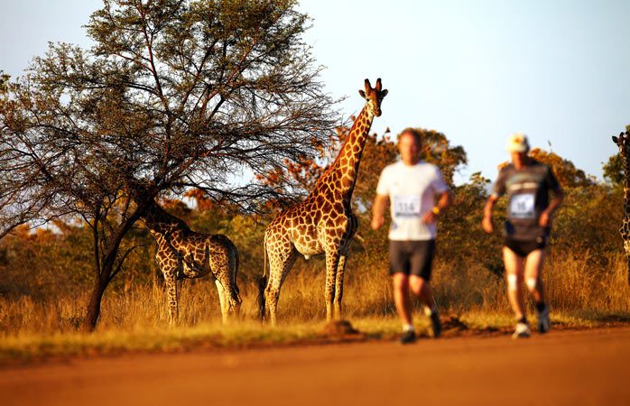 在塔贝尼禁猎区中跑出狂野© Albatros Adventure Marathons