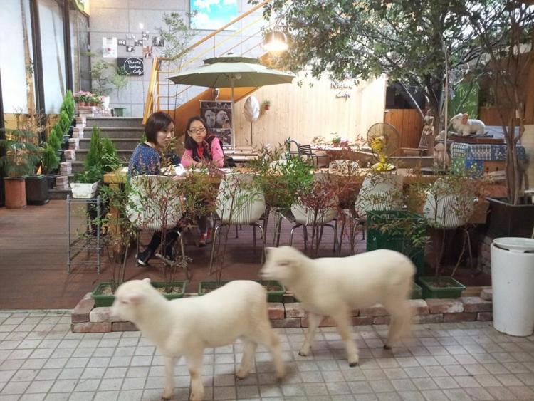 韩国-咖啡馆-Thanks-Nature-cafe