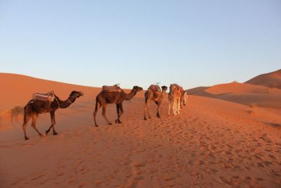 merzouga-camels