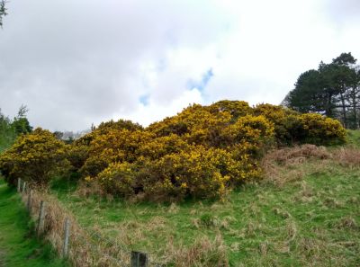 trip-iom-gorse