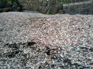 trip-iom-peel-castle-shells