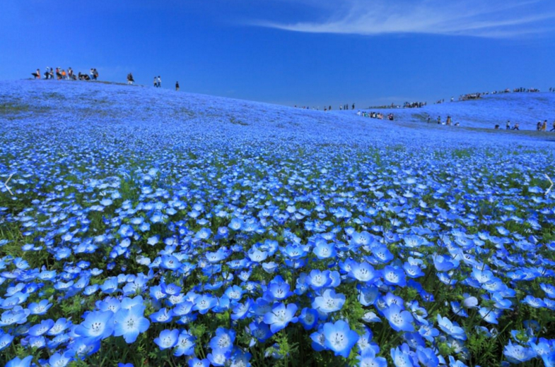 日立海滨公园