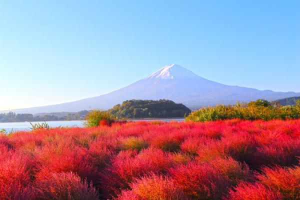 圖:富士山麓と湖の住人