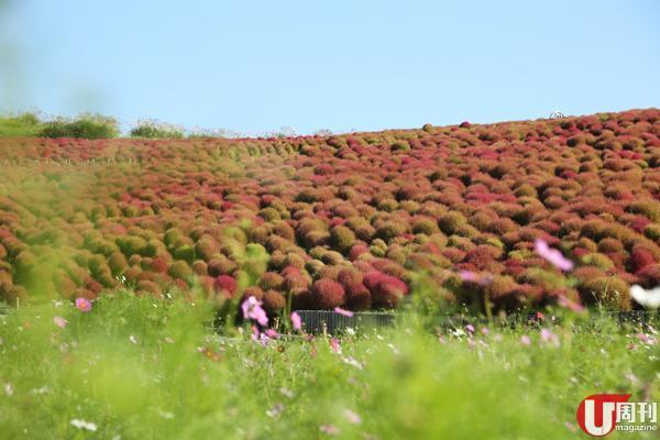 公园面积达 200 公顷,除咗最抢眼的红色扫帚草,10 月同样有大波斯菊、蒿麦花、芒草和玫瑰花。大波斯菊正正生长在扫帚草山脚,颜色好粉嫩。<br />