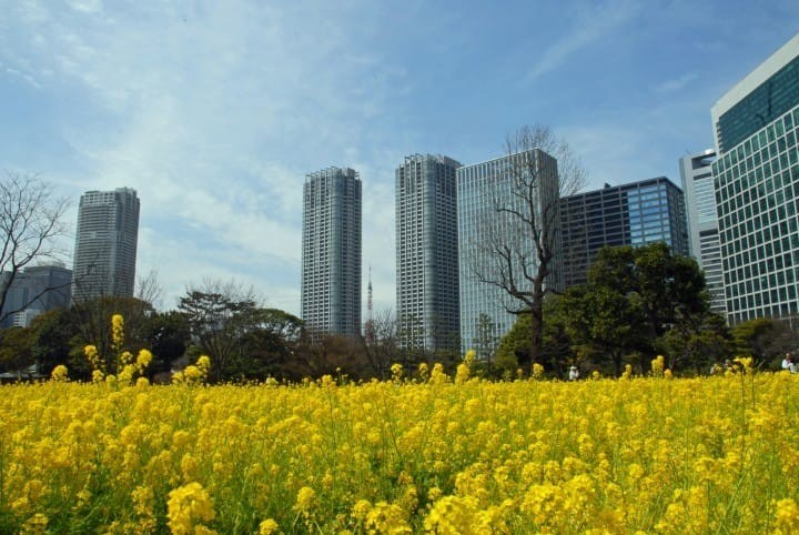 滨离恩赐公园