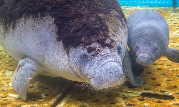 珠海长隆海洋王国成功繁育全国首例西非海牛宝宝 珠海长隆海洋王国成功繁育全国首例西非海牛宝宝