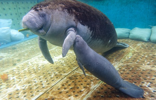 海牛妈妈乳房在腋下,海牛宝宝每天要吃奶60-70次 海牛妈妈乳房在腋下,海牛宝宝每天要吃奶60-70次