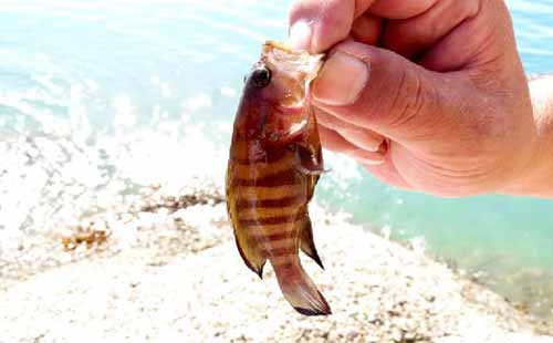 苏梅岛环岛一日游推荐 苏梅岛环岛海钓一日游