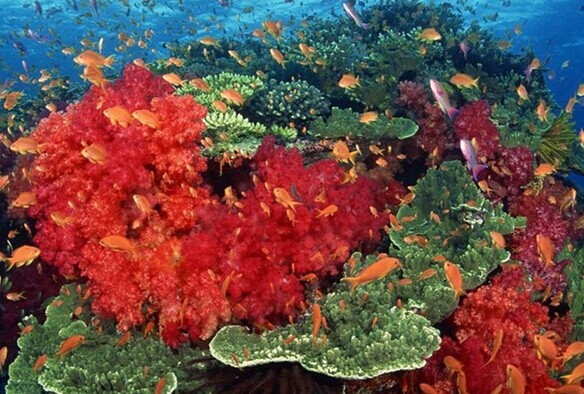 割喉岛丰富的海洋生物