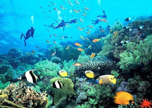 海洋生物近景—龟岛
