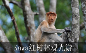 Kawa红树林观光游 