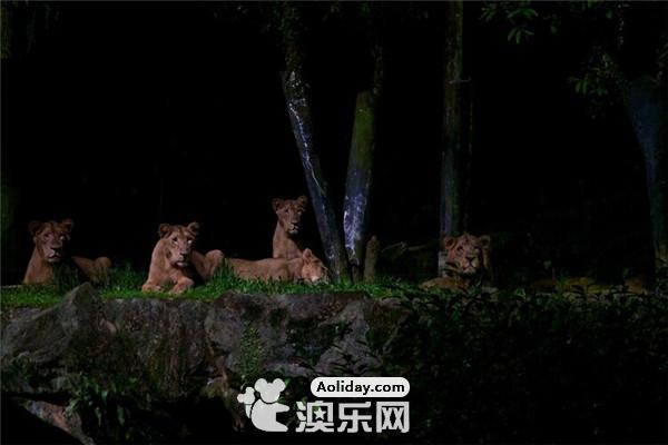 新加坡夜间动物园