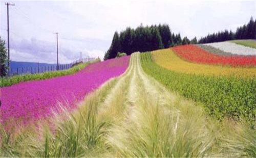 【薰衣草之乡】普罗旺斯在哪个国家