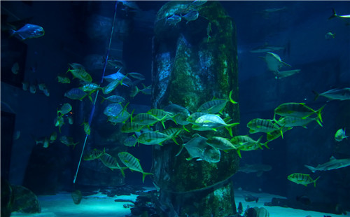 伦敦水族馆门票在哪里预订