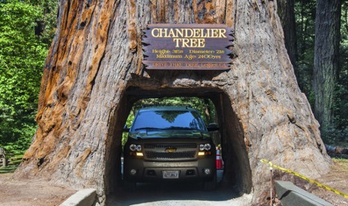 加利福尼亚门多西诺角底部镂空千年老树（Chandelier Tree, Mendocino, California）