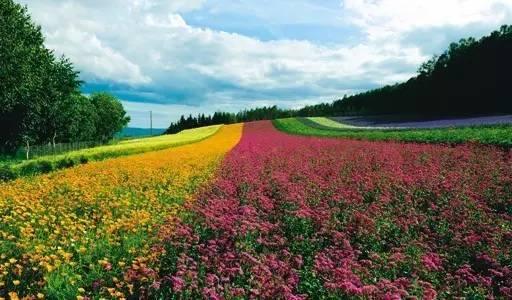 去北海道避暑赏花,3天行程怎么安排最好玩?