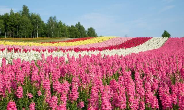 去北海道避暑赏花,3天行程怎么安排最好玩?